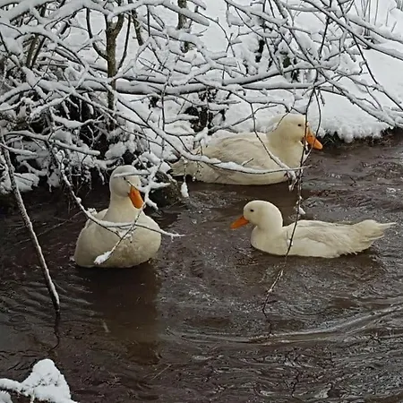 ベッド・アンド・ブレックファスト Auverg'nature Cocon Espinasse