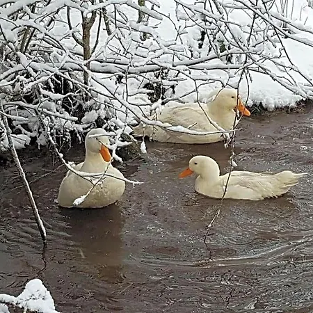 Nocleg ze śniadaniem Auverg'nature Cocon
